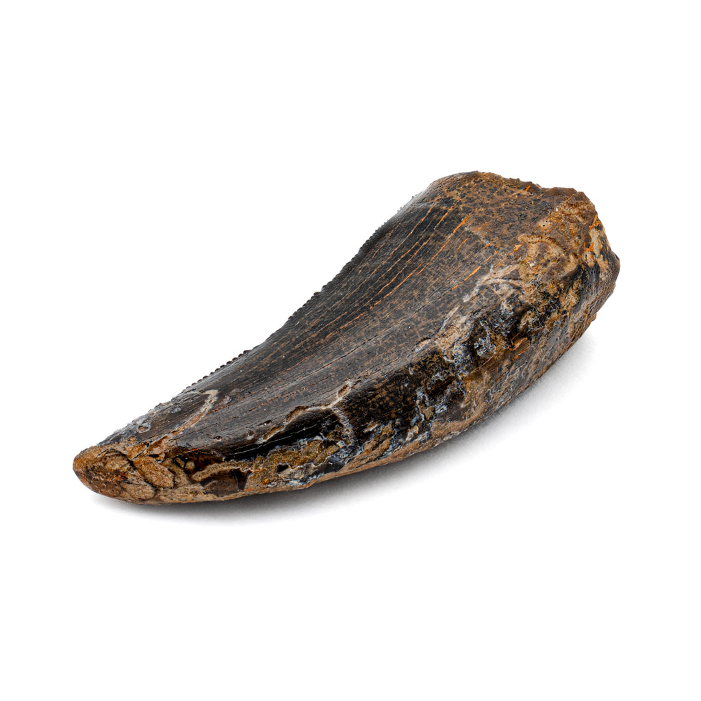 Nanotyrannus Tooth - 1.06" Fossil Tooth