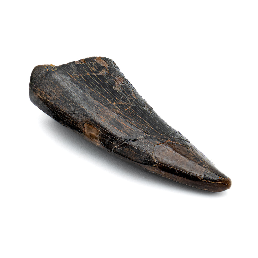 Nanotyrannus Tooth - SOLD 1.14" Fossil Tooth B