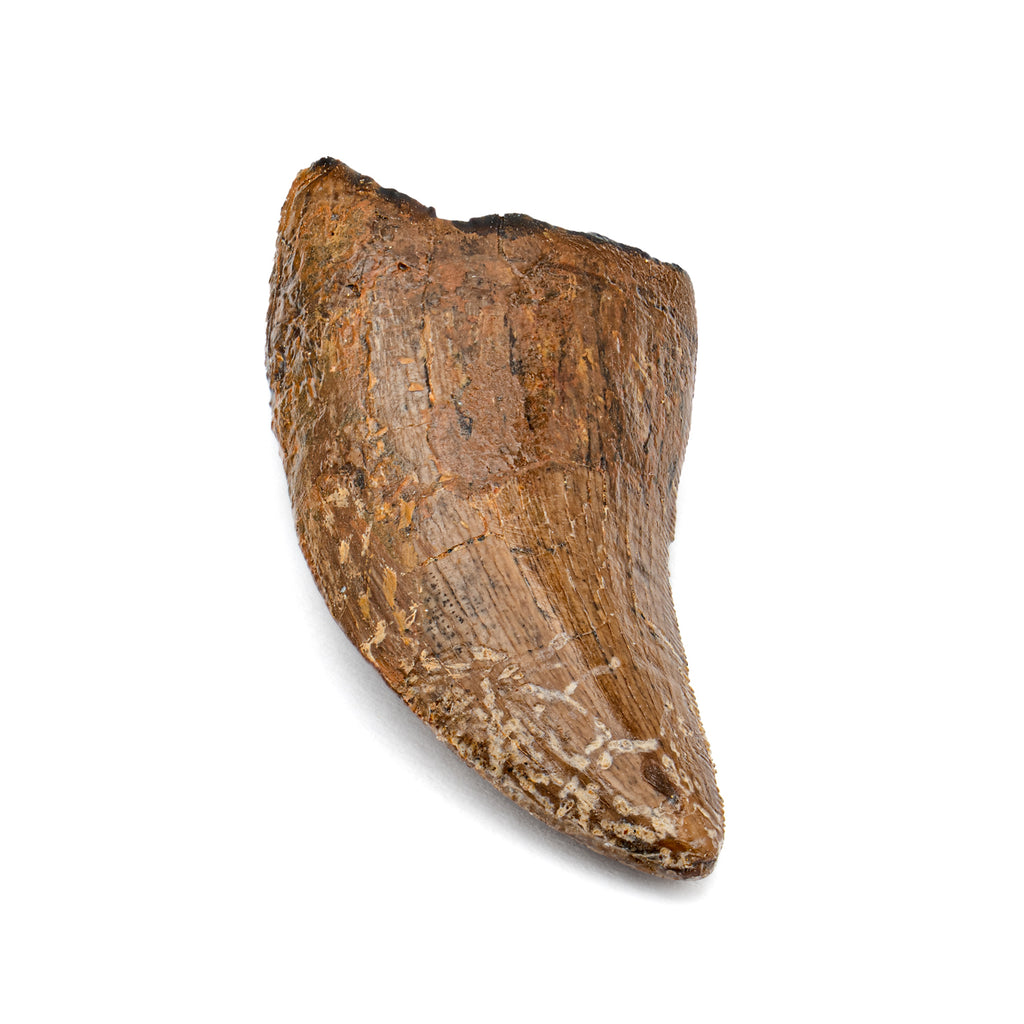 Nanotyrannus Tooth - 1.14" Fossil Tooth A