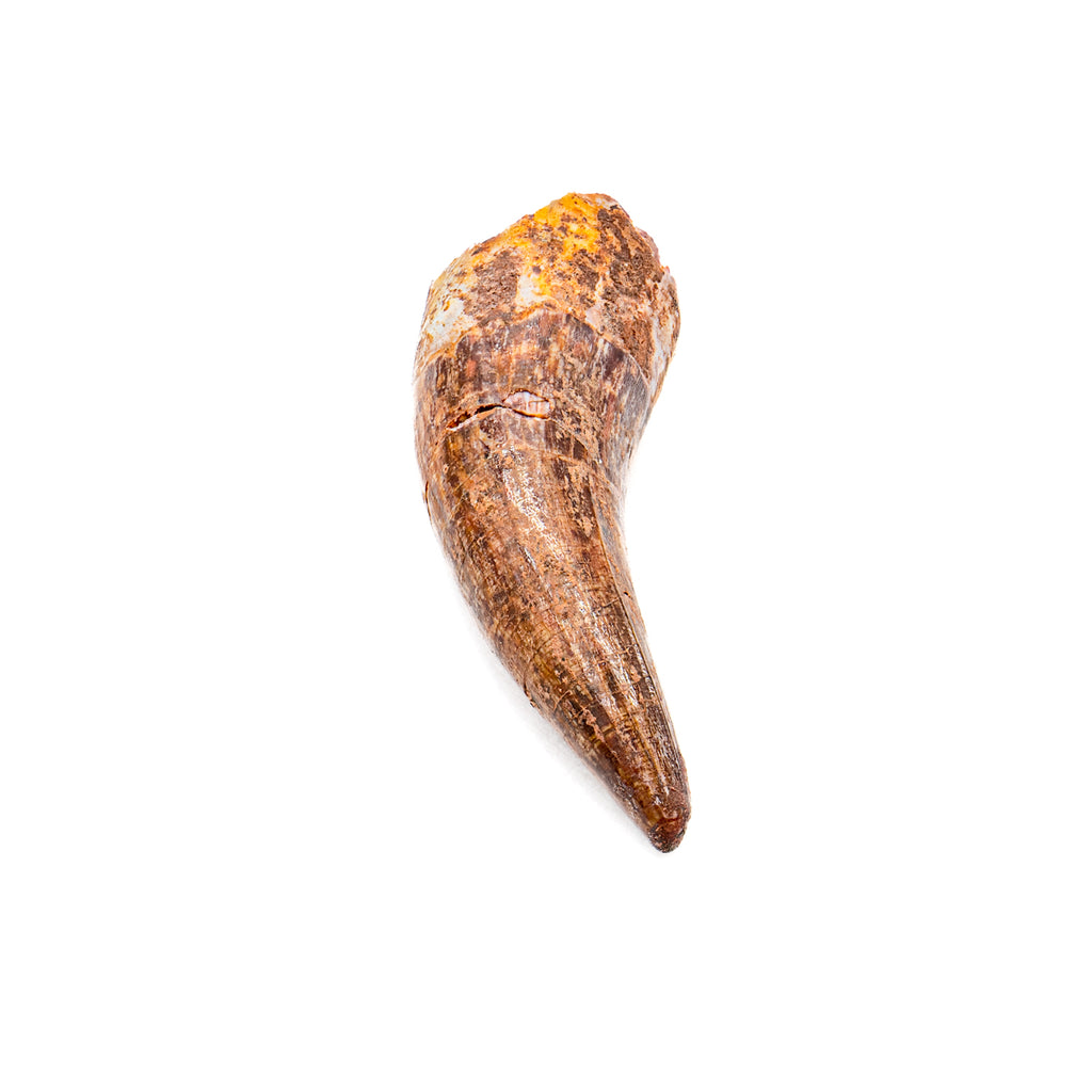 Phytosaur Tooth - SOLD 1.17"
