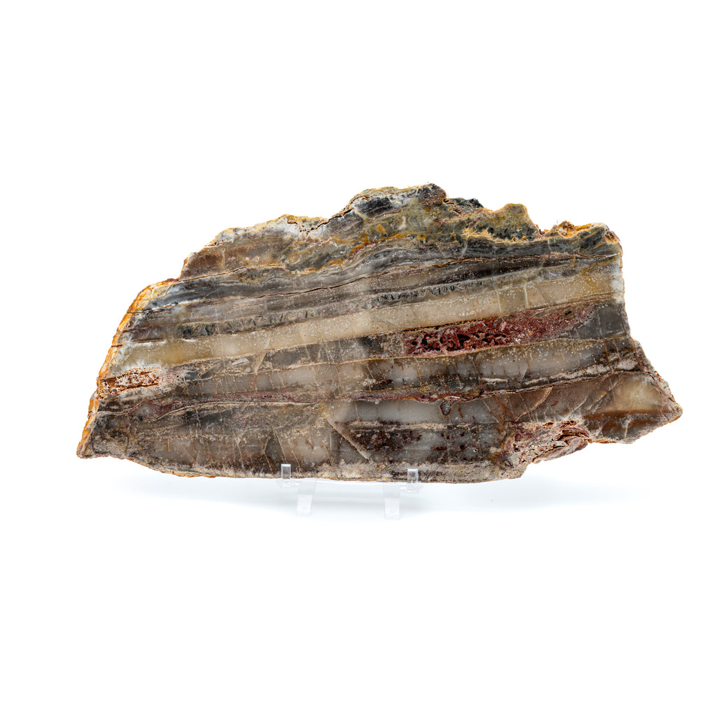 Earliest Life - North Pole Dome Stromatolite - Polished Slab - 12.00"