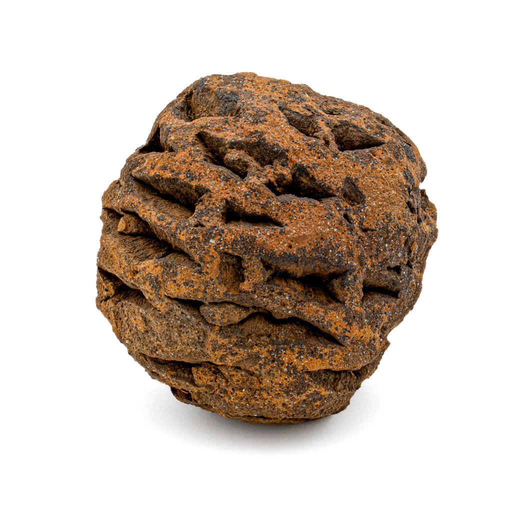 Hell Creek Dawn Redwood - SOLD 1.29" Fossilized Metasequoia Cone