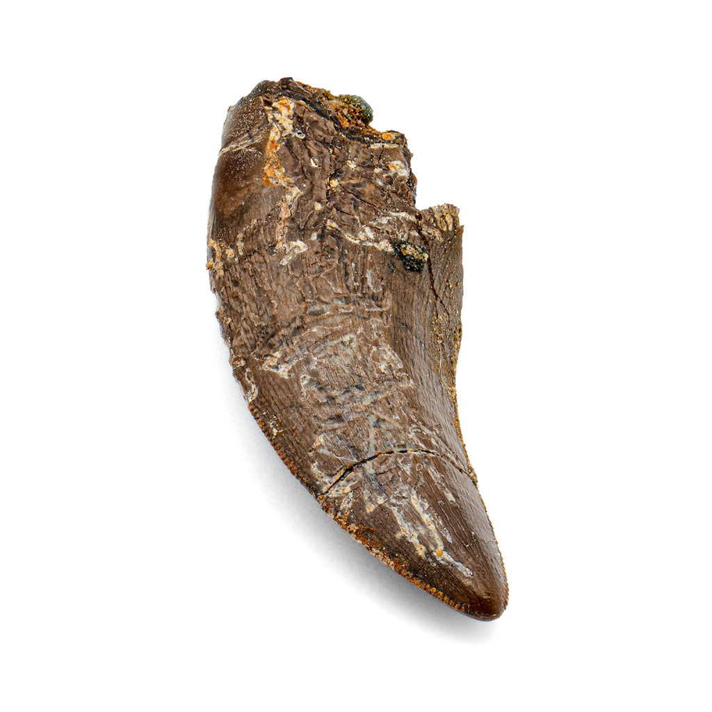 Nanotyrannus Tooth - SOLD 1.35" Fossil Tooth