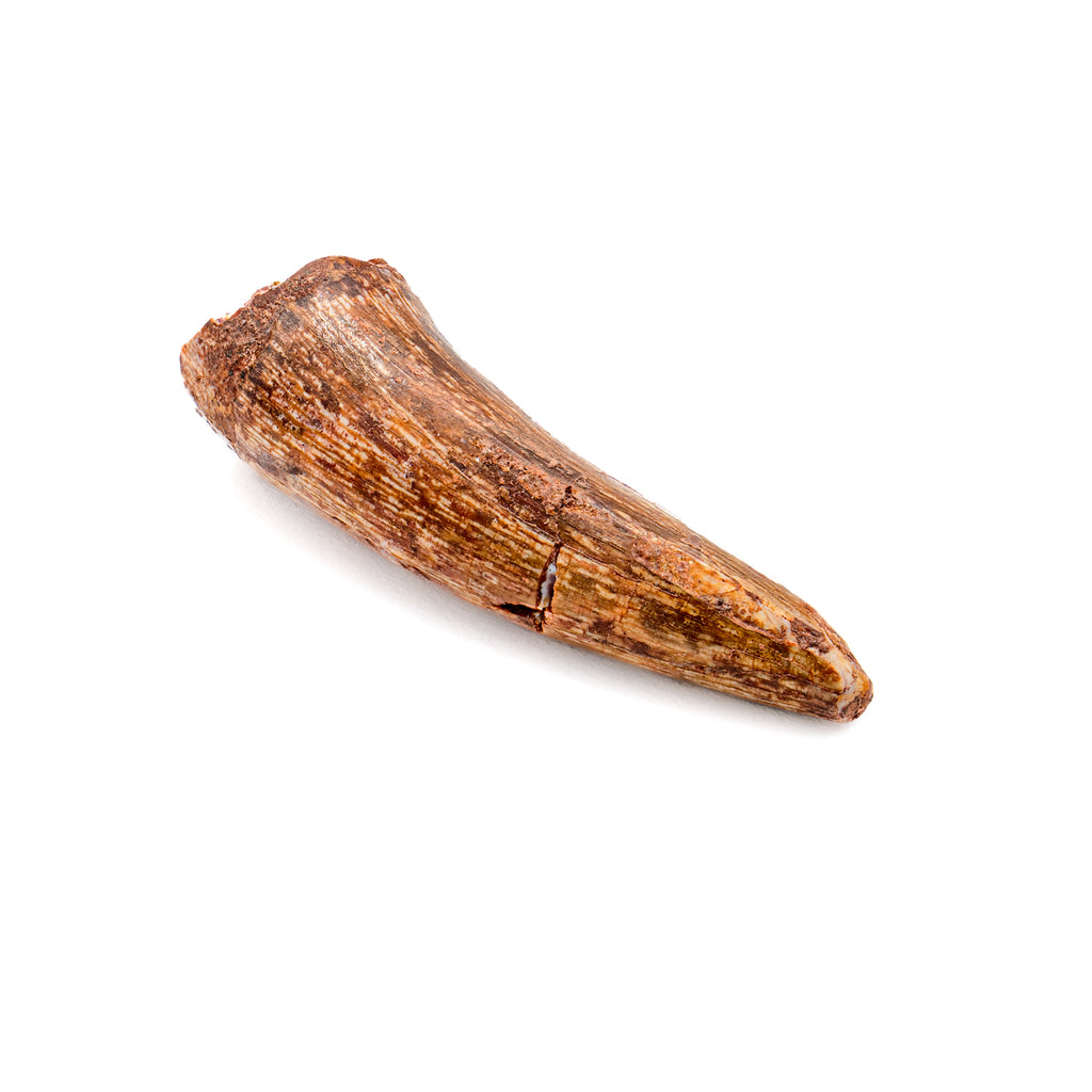 Phytosaur Tooth - SOLD 1.38"