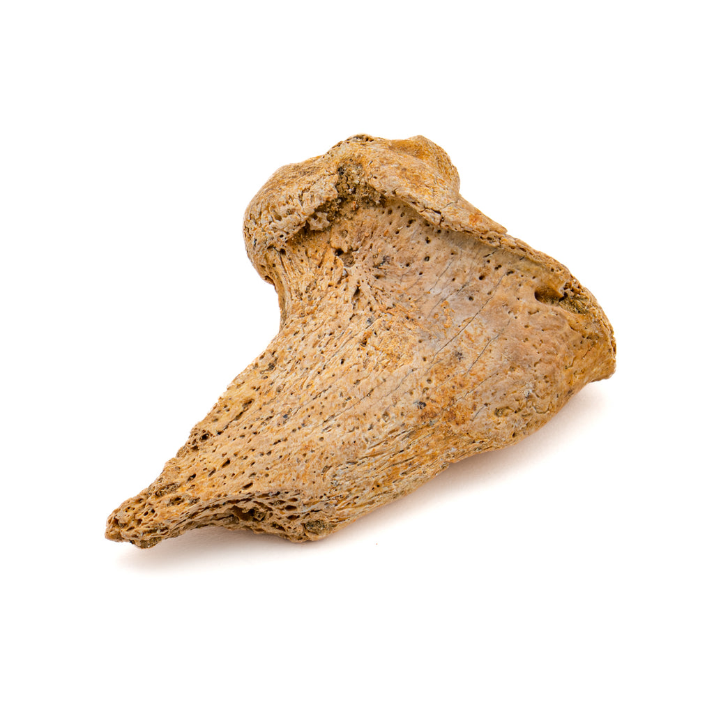 Cave Bear Partial Claw Core - 1.41"