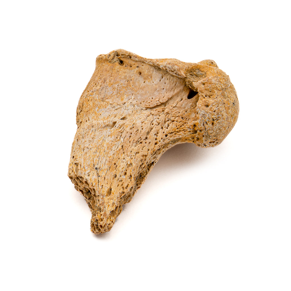 Cave Bear Partial Claw Core - 1.41"