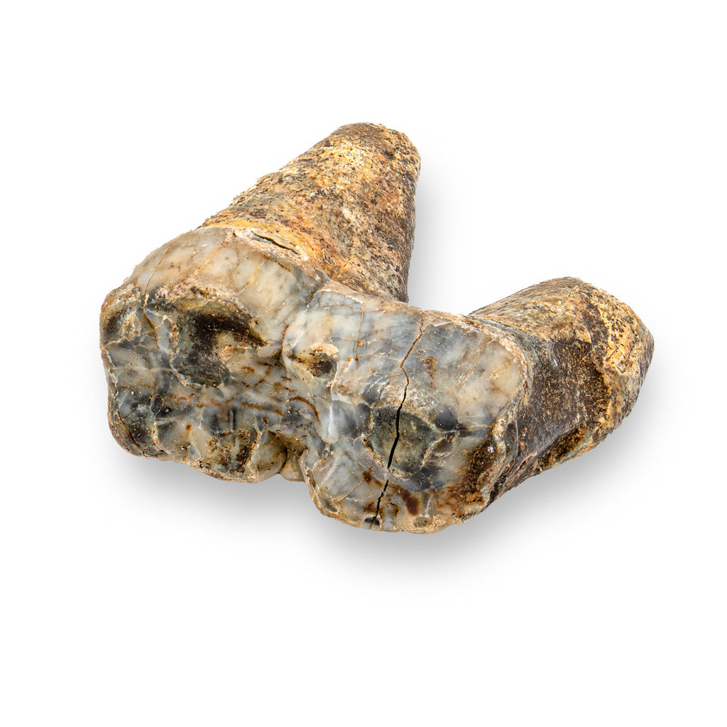 Cave Bear Tooth - SOLD 1.44" (Molar)