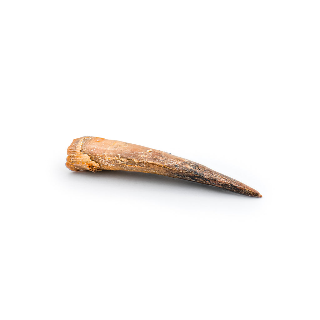 Pterosaur Tooth XL - SOLD 1.45 in