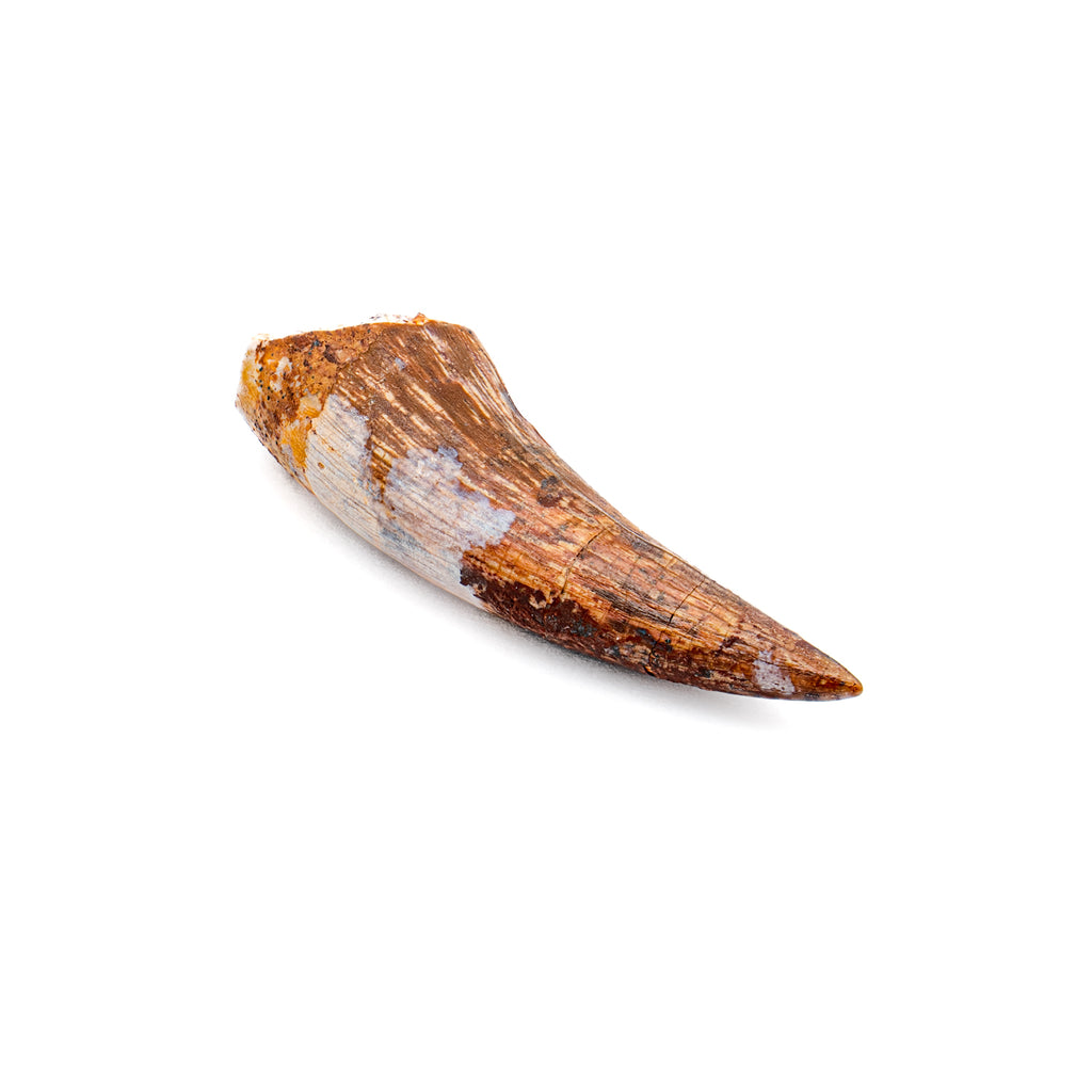 Phytosaur Tooth - SOLD 1.45"