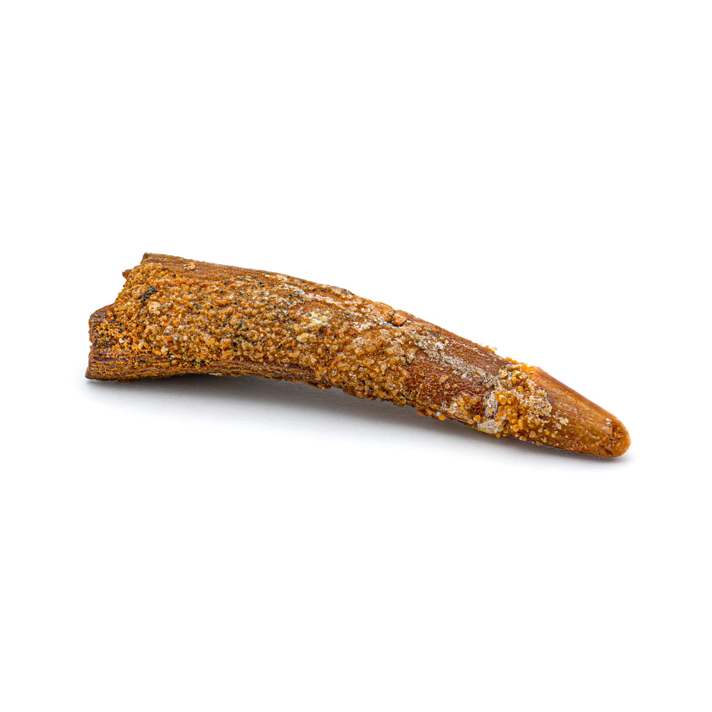 Pterosaur Tooth XL - SOLD 1.47 in