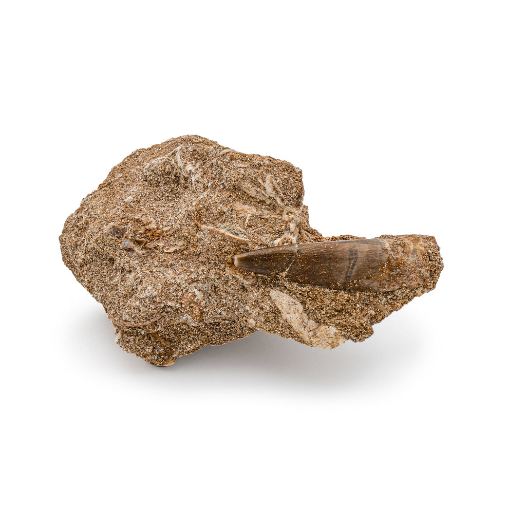 Plesiosaur Tooth in Matrix - SOLD 1.48"