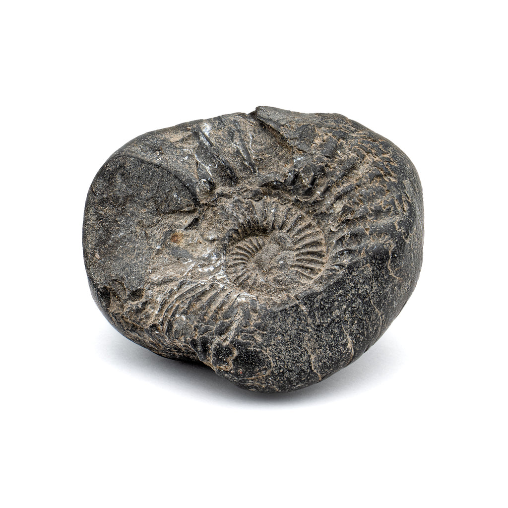 Tethys Ocean Shaligram Fossil - SOLD 1.66" Ammonite Shell