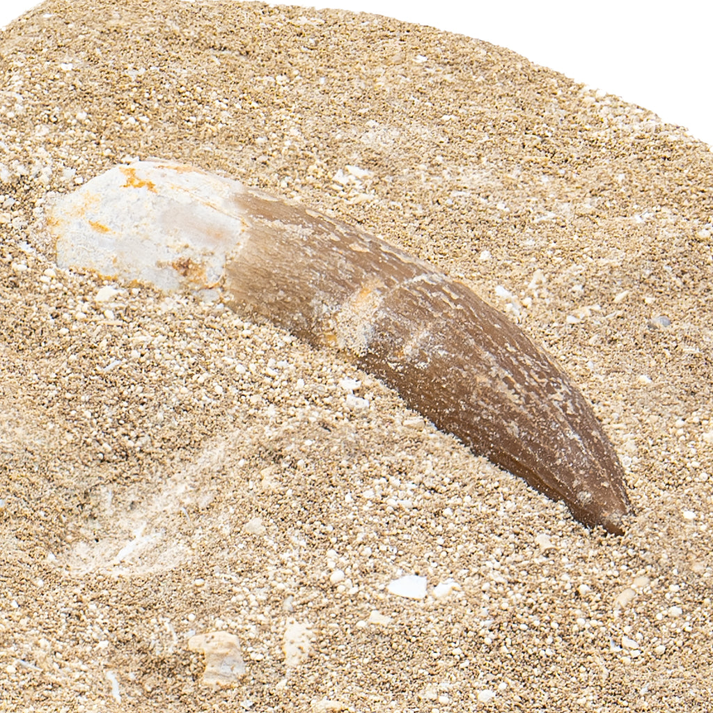 Plesiosaur Tooth in Matrix - SOLD 1.66"