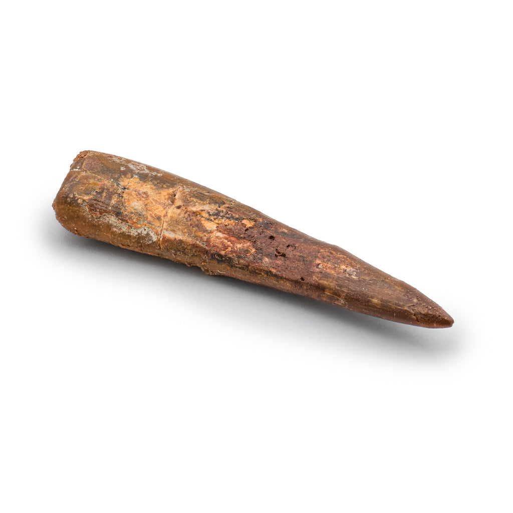 Pterosaur Tooth XL - SOLD 1.67 in