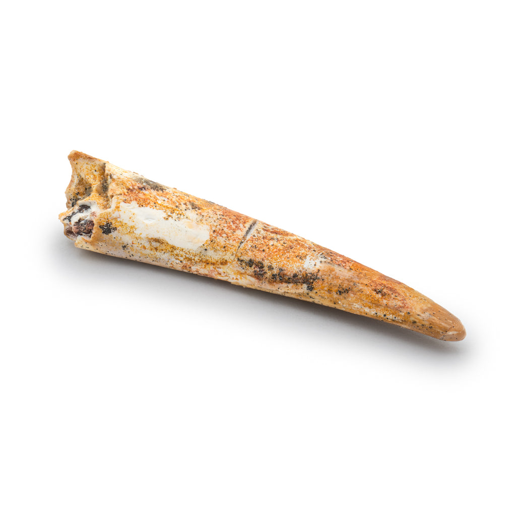 Pterosaur Tooth XL - SOLD 1.68 in