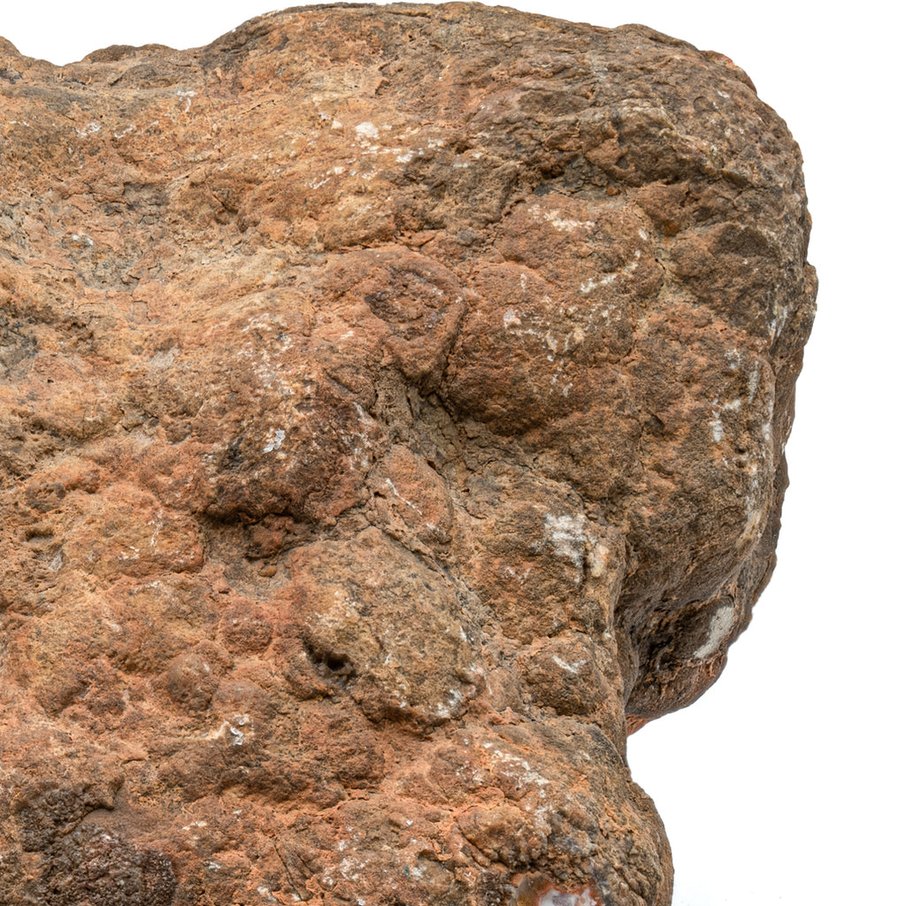 Dinosaur Dung (Coprolite) - SOLD 5.9 LB 17" CIRCUMFERENCE