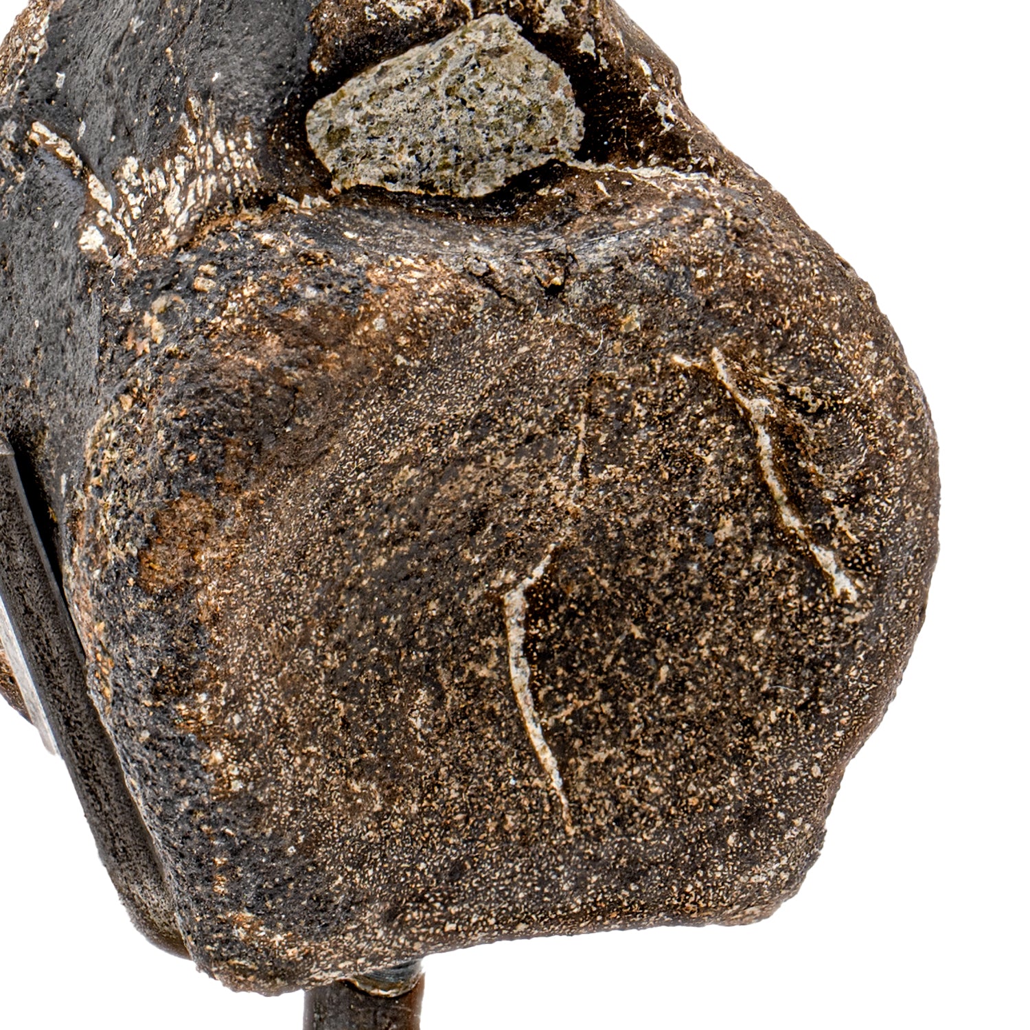 【たかはし様用】WORMED / Planisphaerium Amazon.com : PENN-PLAX Turtle Topper Basking Platform with