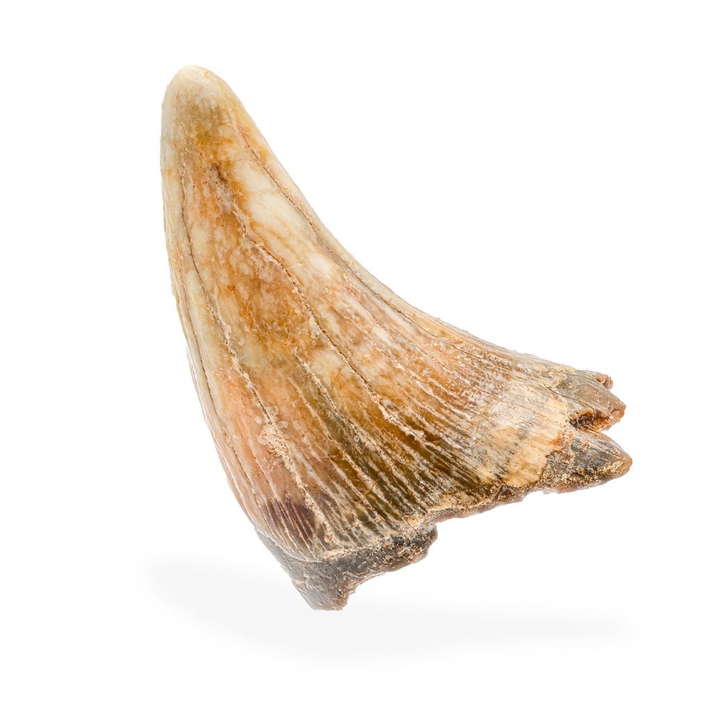 Cave Bear Tooth - SOLD 1.75" (Incisor)