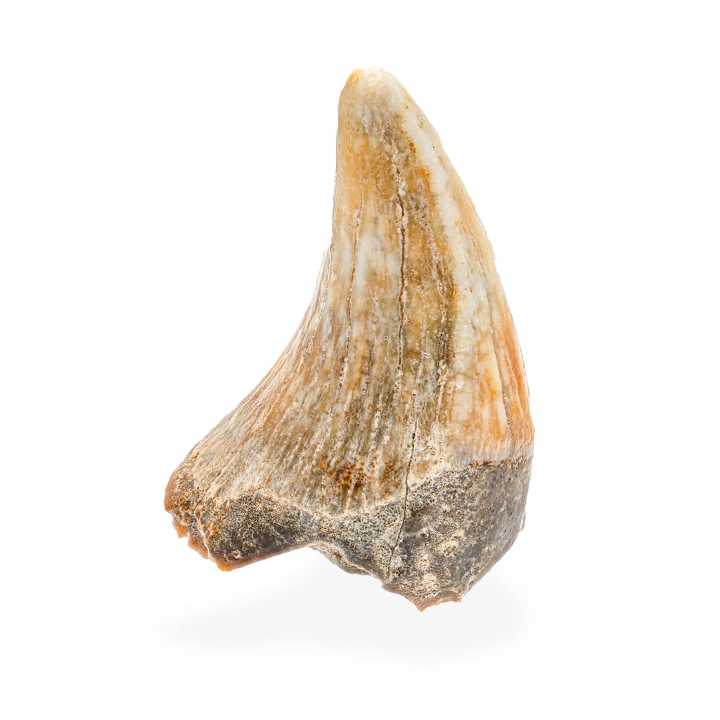 Cave Bear Tooth - SOLD 1.75" (Incisor)