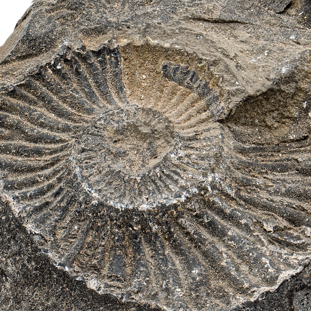 Tethys Ocean Shaligram Fossil - SOLD 1.81" Ammonite Shell