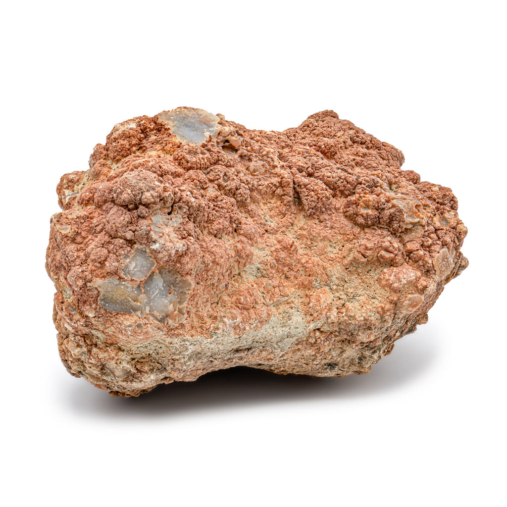 Dinosaur Dung (Coprolite) - 4.5 LB 18" CIRCUMFERENCE