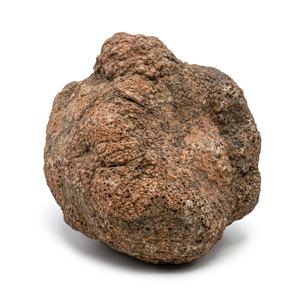 Dinosaur Dung (Coprolite) - SOLD 9.3 LB 18.5" CIRCUMFERENCE