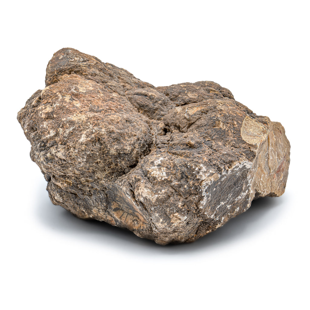 Dinosaur Dung (Coprolite) - 5.1 LB 18" CIRCUMFERENCE