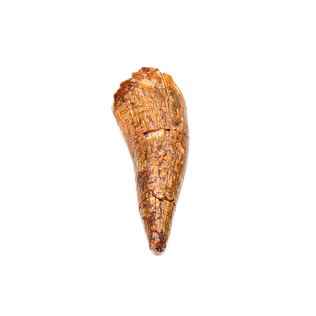 Phytosaur Tooth - SOLD 1.97"