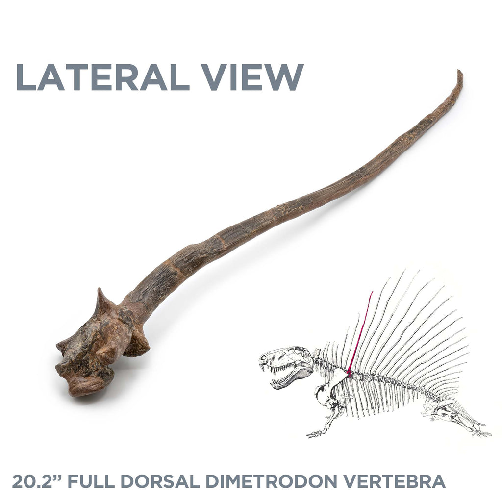 20.2" Full Dorsal Dimetrodon Vertebra - Spine Sail