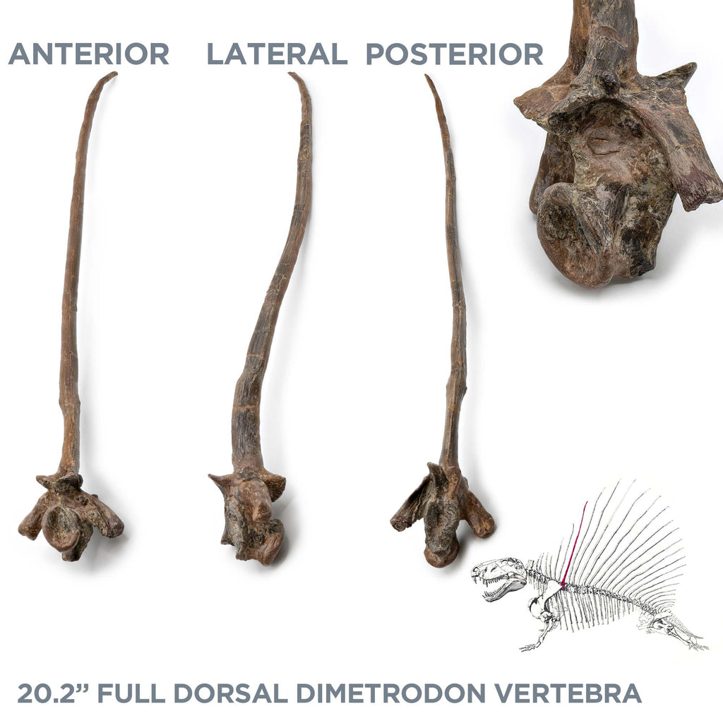 Dimetrodon Spine Sail Fragments