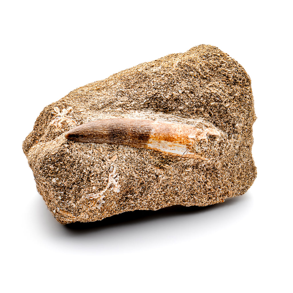 Plesiosaur Tooth in Matrix - SOLD 2.09"