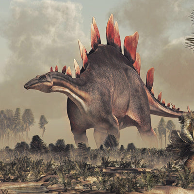Stegosaurus Plate