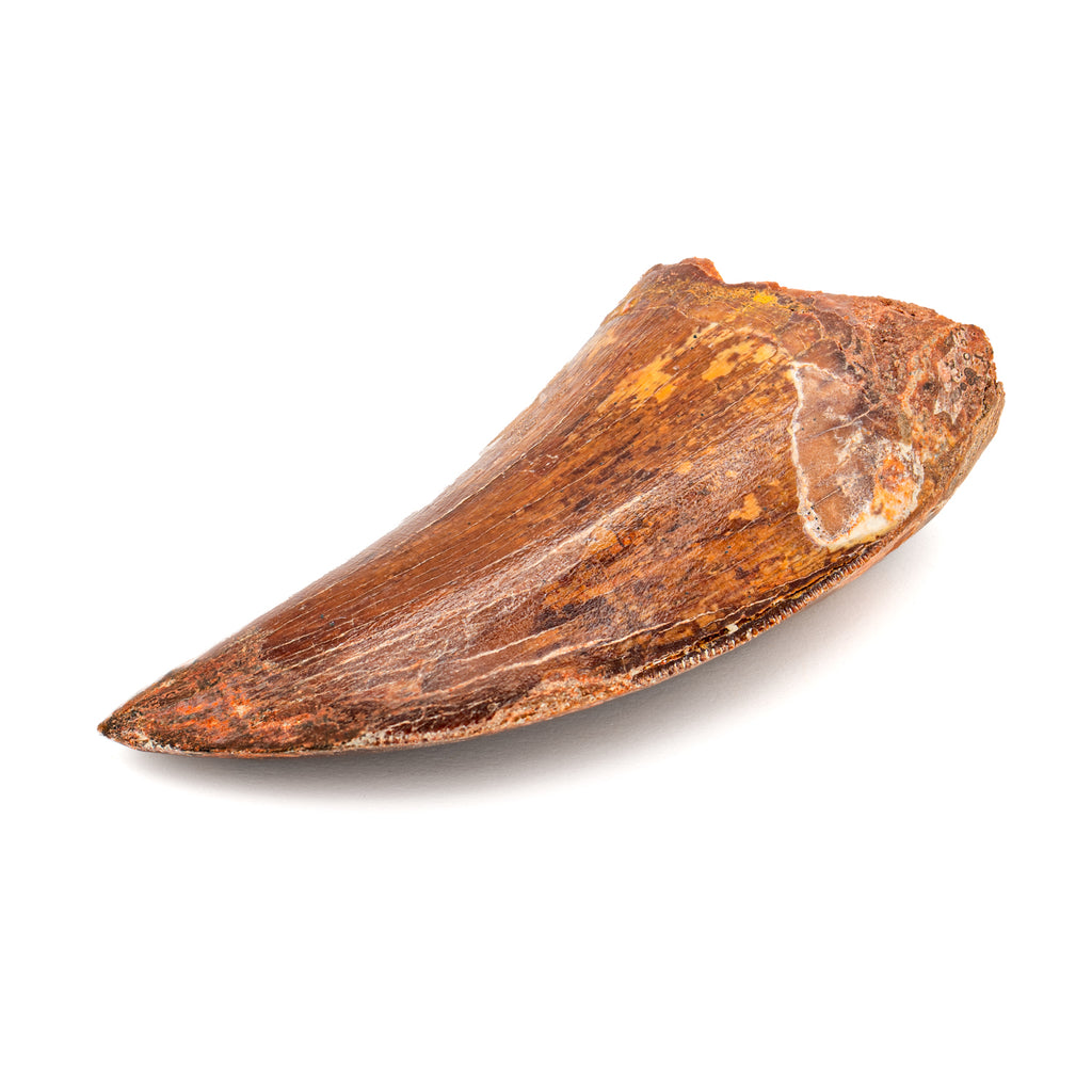 Carcharodontosaurus Tooth - SOLD 2.14"
