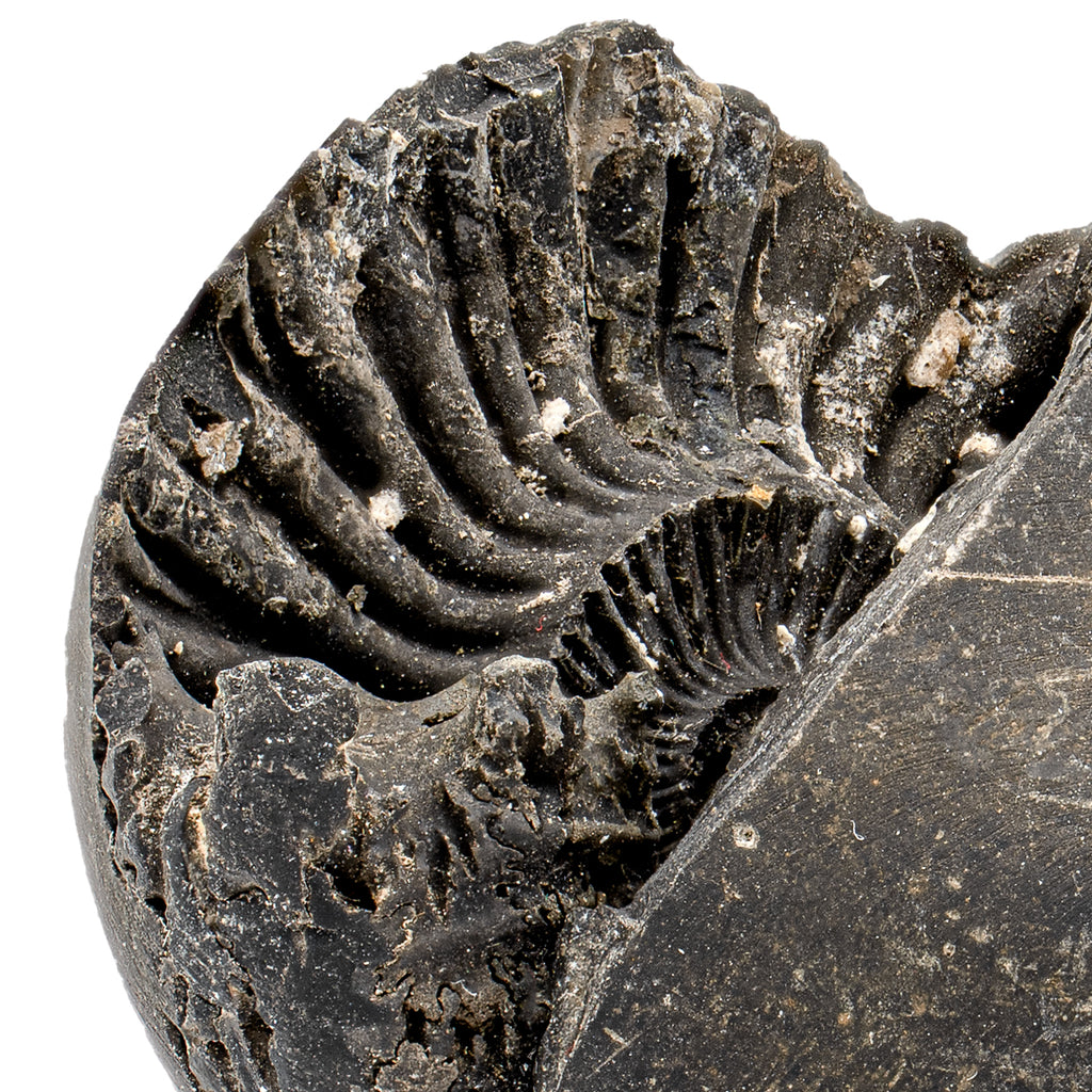 Tethys Ocean Shaligram Fossil - 2.14" Ammonite Shell