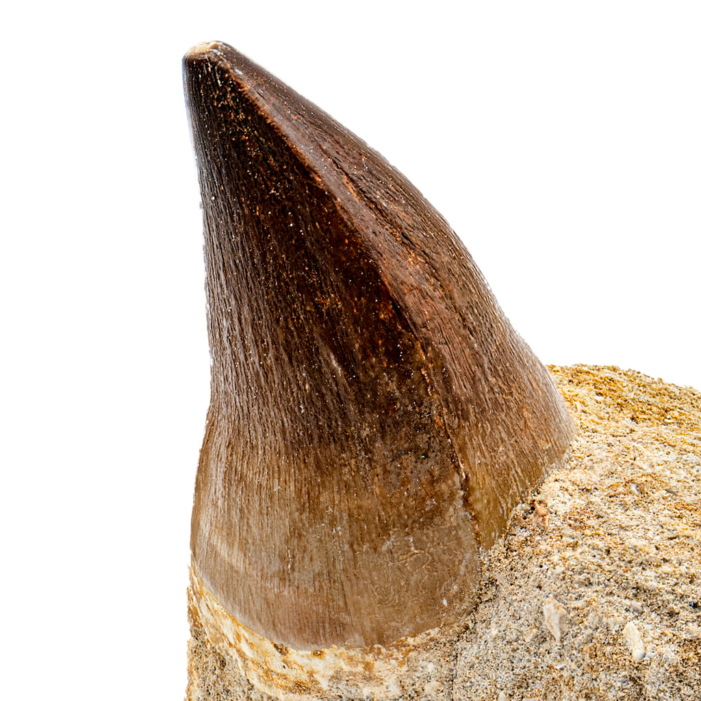 Mosasaur Tooth - SOLD 2.24" in Matrix