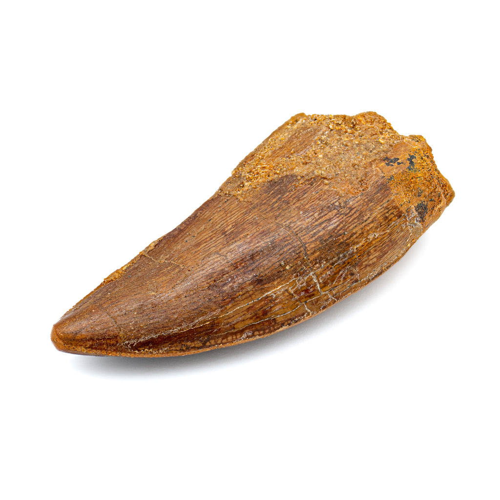 Carcharodontosaurus Tooth - SOLD 2.28"