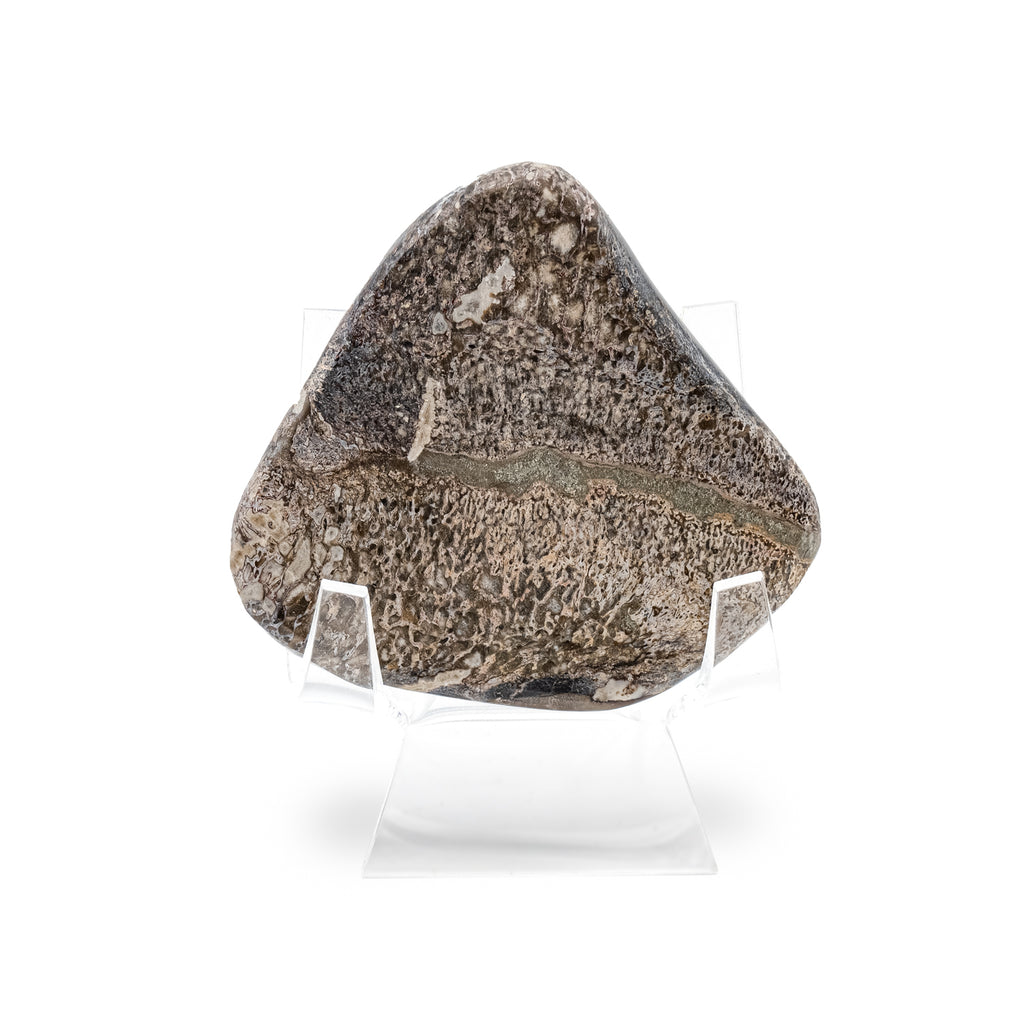 Atlasaurus Bone - 2.41" Polished Palm Stone with Stand