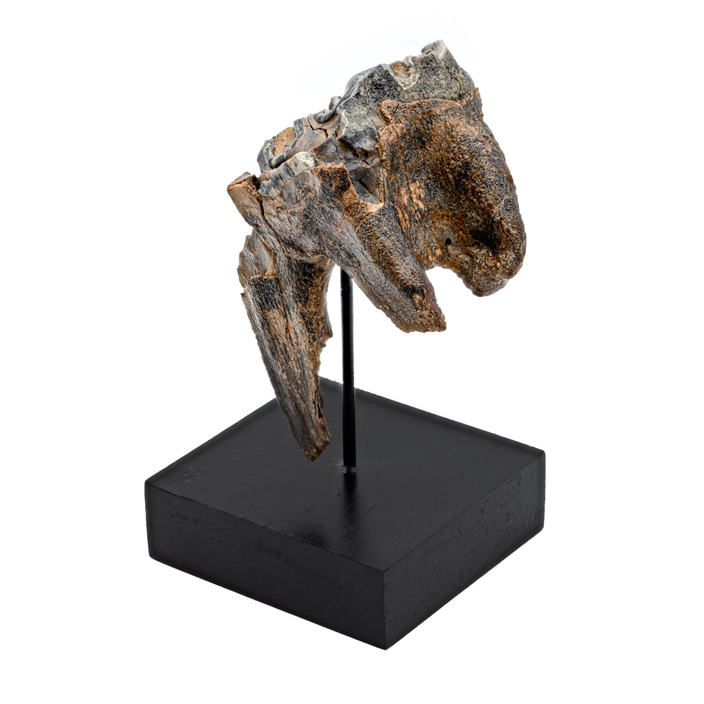 Woolly Rhinoceros Tooth - SOLD 2.56"