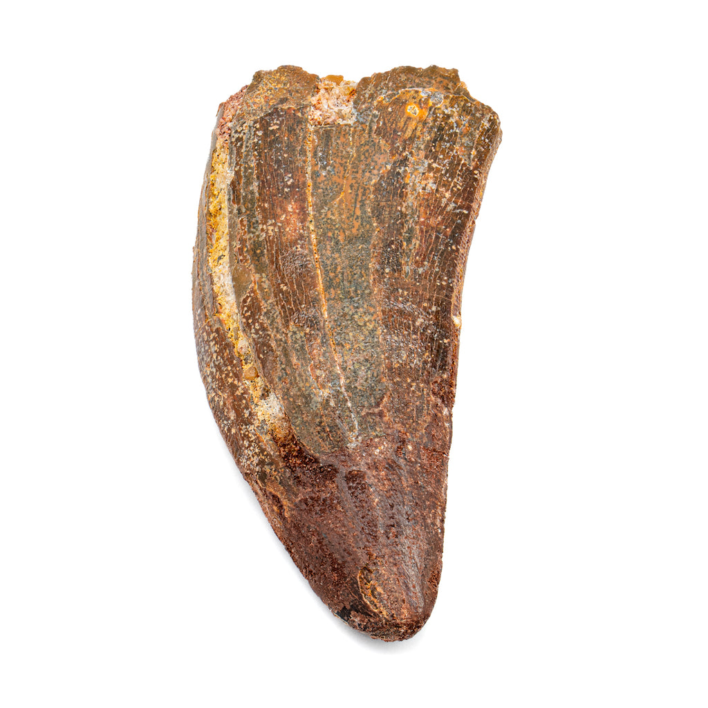 Carcharodontosaurus Tooth - 2.57"