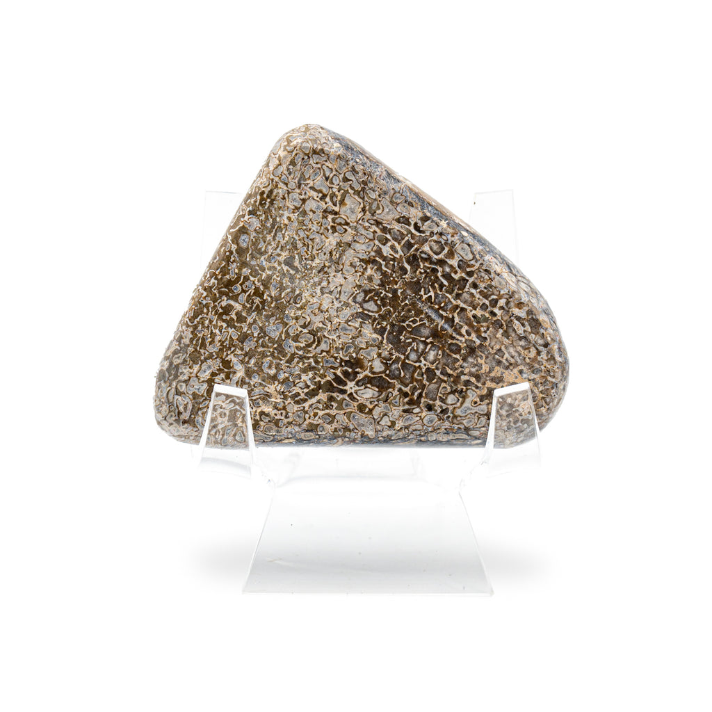 Atlasaurus Bone - 2.58" Polished Palm Stone with Stand