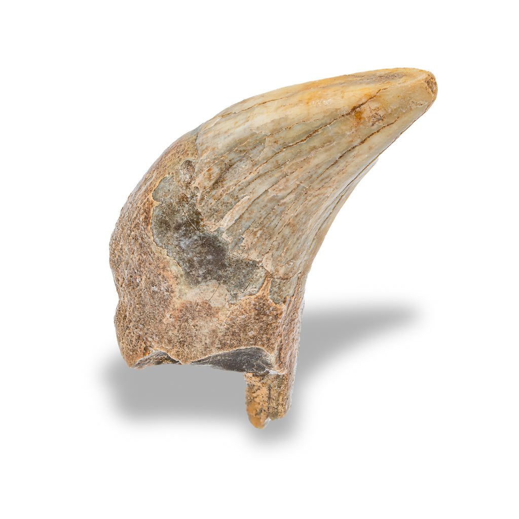 Cave Bear Tooth - SOLD 2.63" (Incisor)
