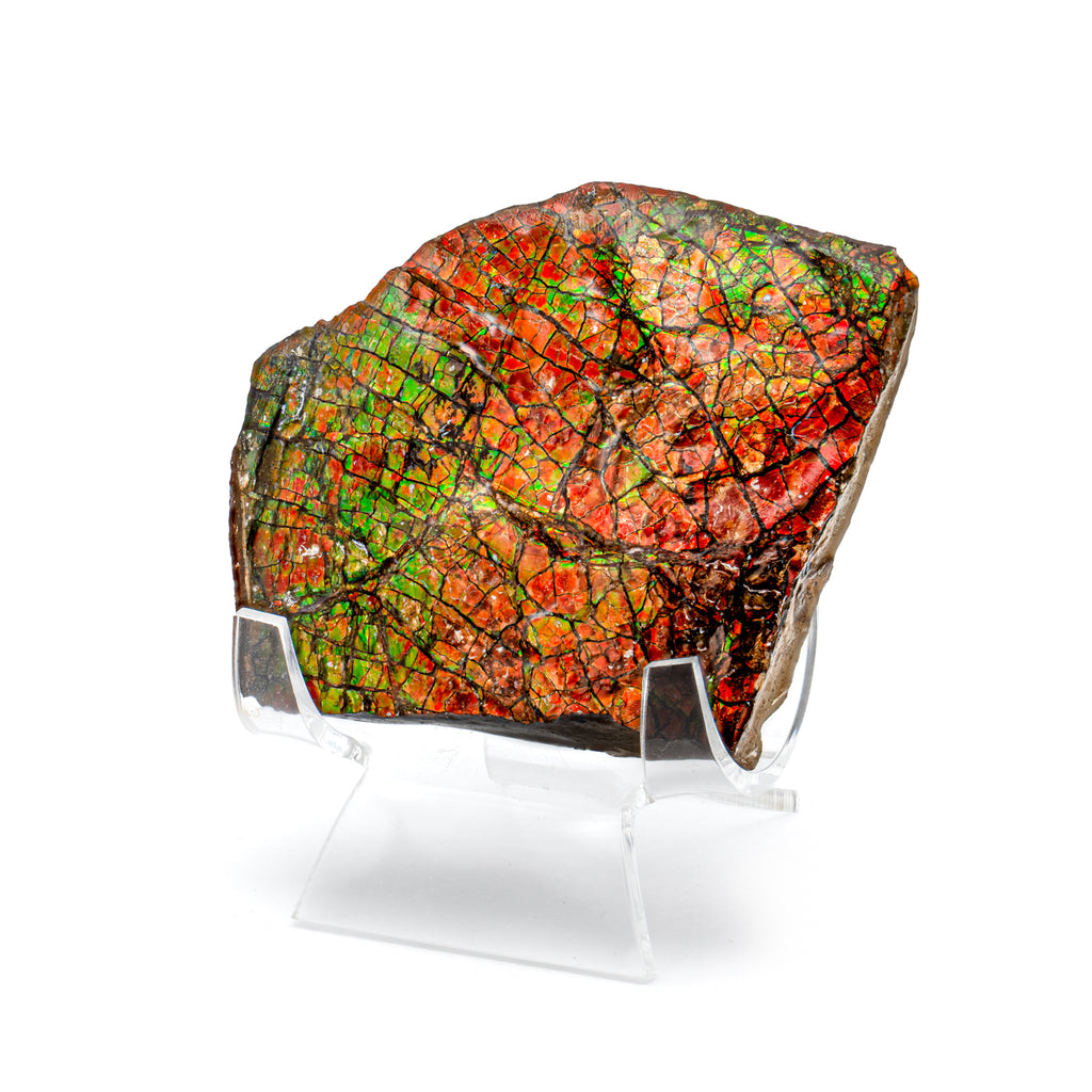 Ammolite - SOLD 2.66" with Stand Gem Quality Fossil
