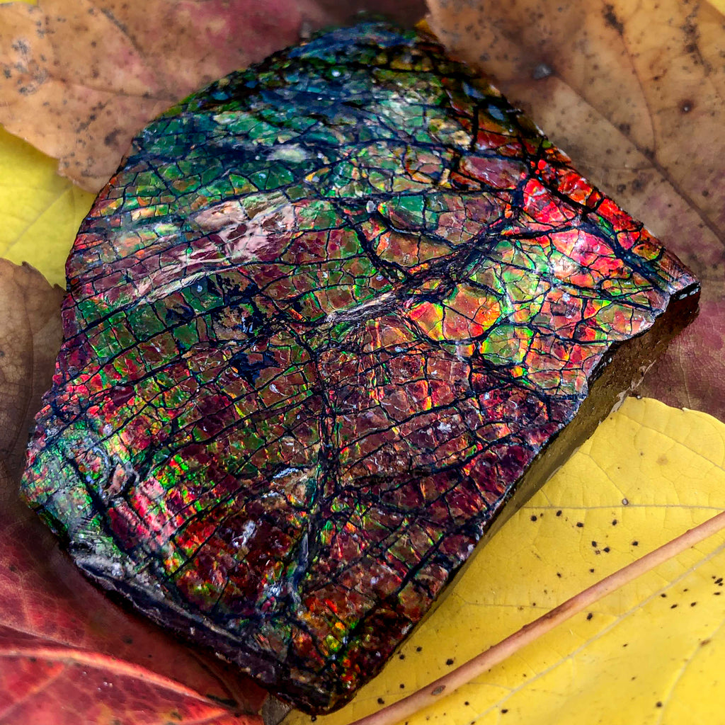 Ammolite - SOLD 2.66" with Stand Gem Quality Fossil