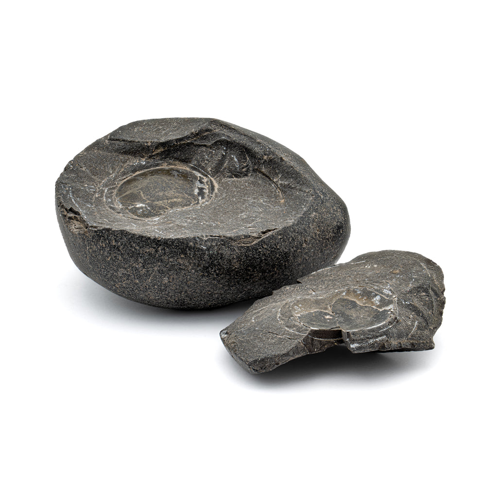 Tethys Ocean Shaligram Fossil - 2.79" Fossil Pair