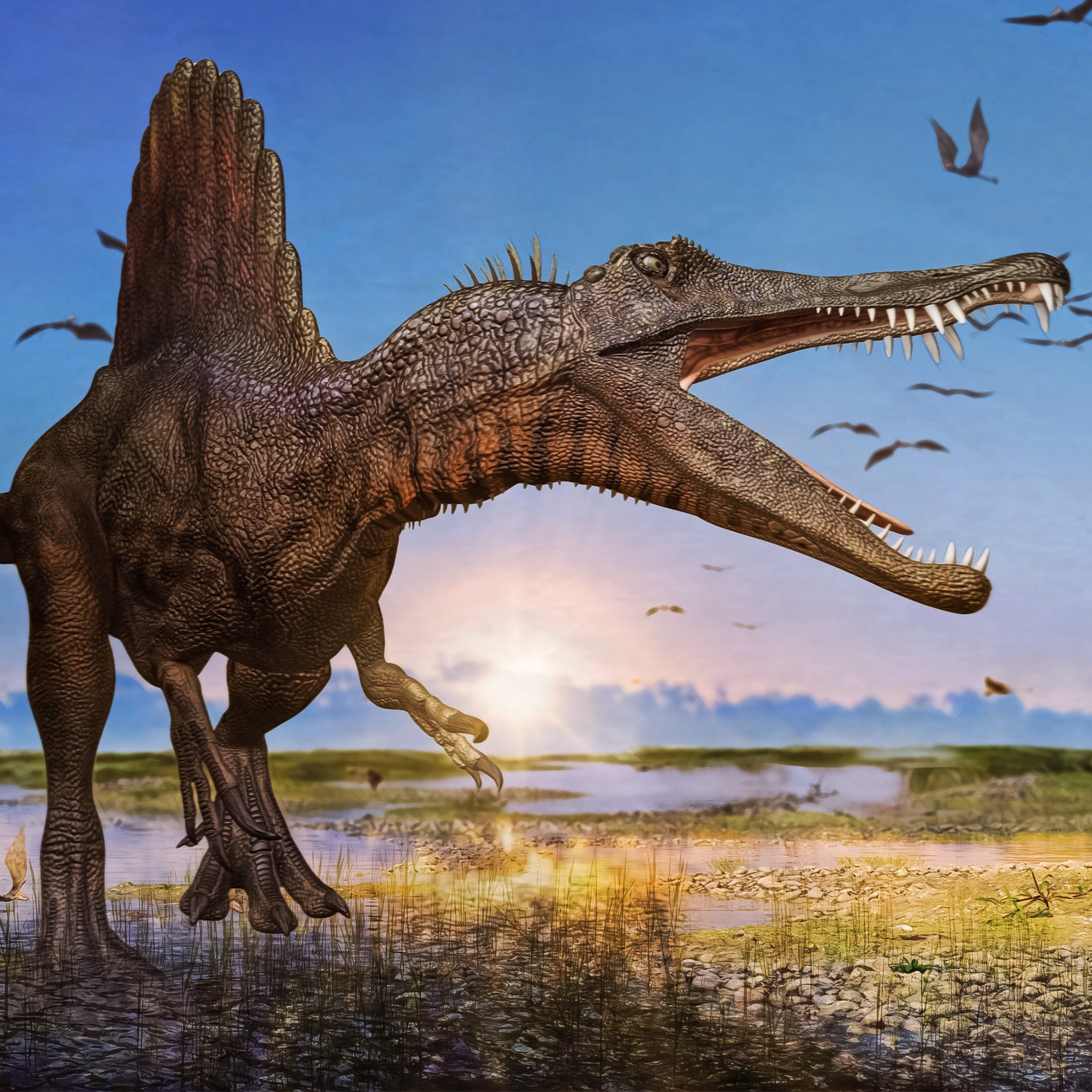 Fossile de dent de spinosaurus 6 pouces, lits Kem Kem, Maroc