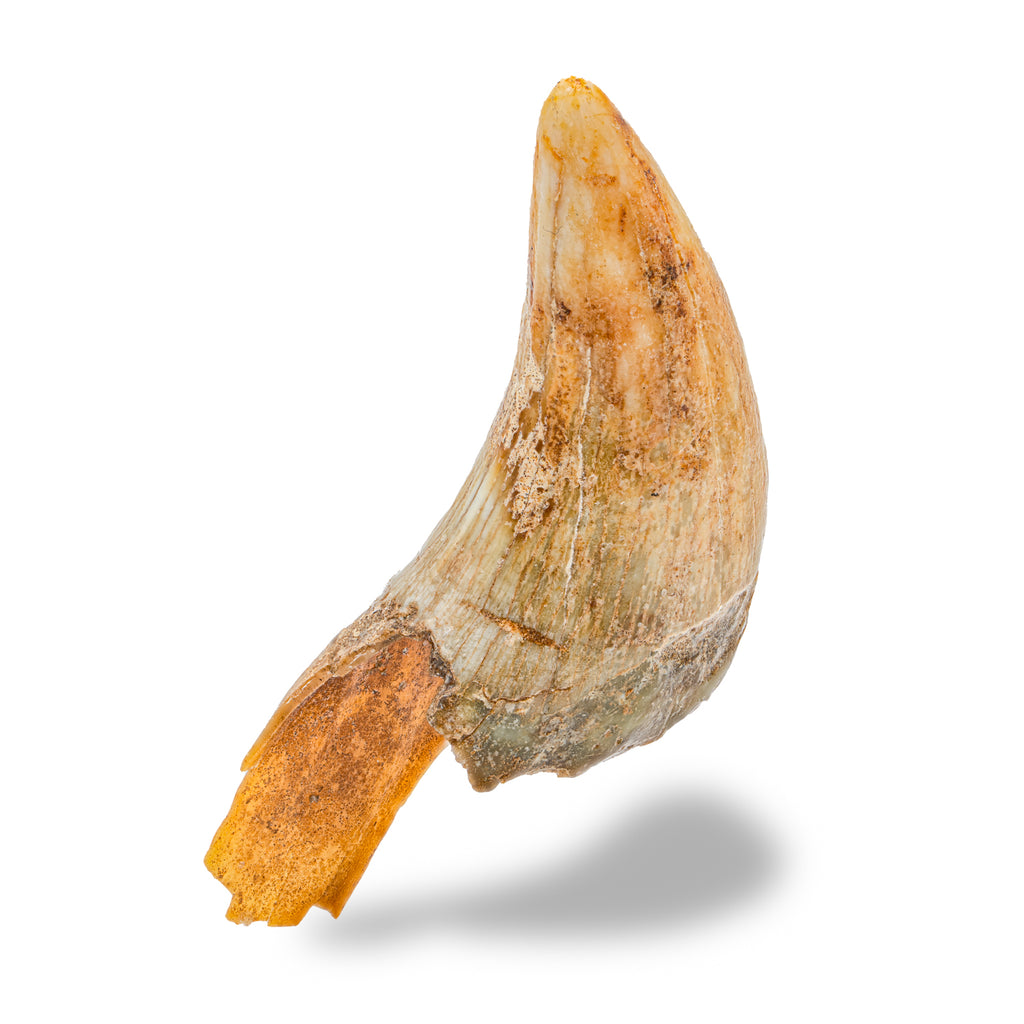 Cave Bear Tooth - SOLD 2.81" (Incisor)
