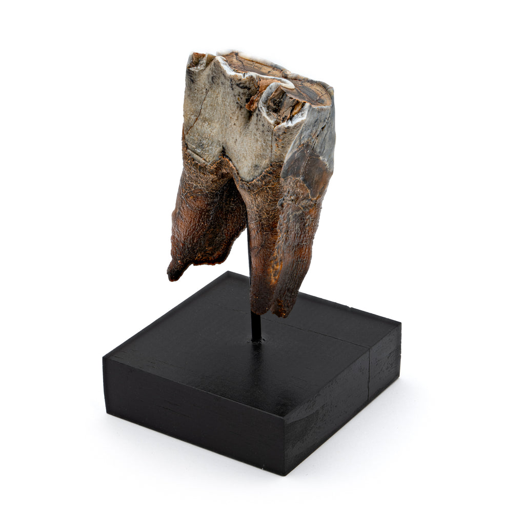 Woolly Rhinoceros Tooth - SOLD 2.83"