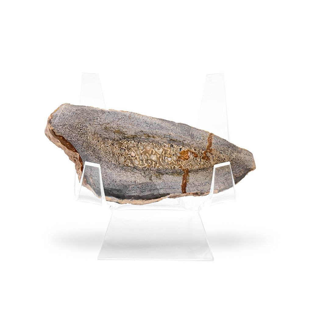 Atlasaurus Bone - SOLD 2.91" Polished Palm Stone with Stand