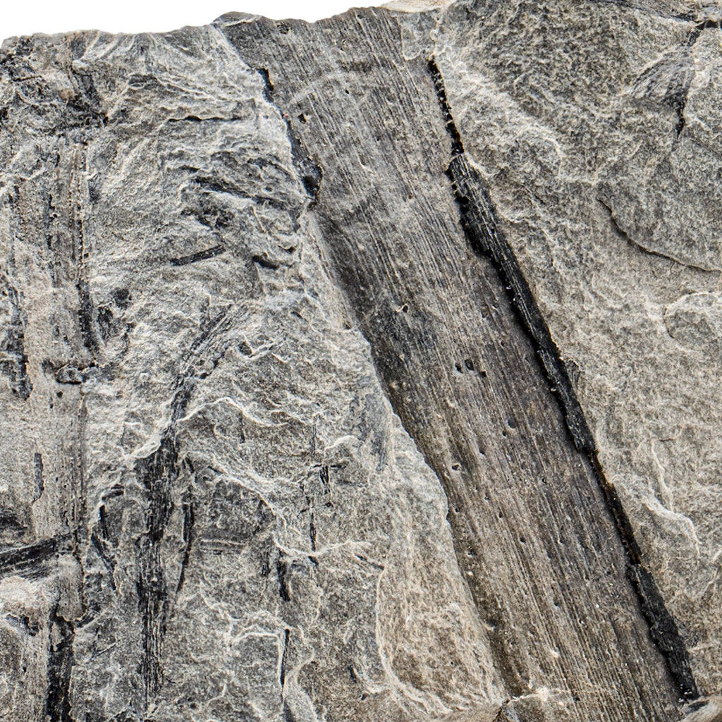 Carboniferous Fossil Plant - 2.96" Calamites Stalk