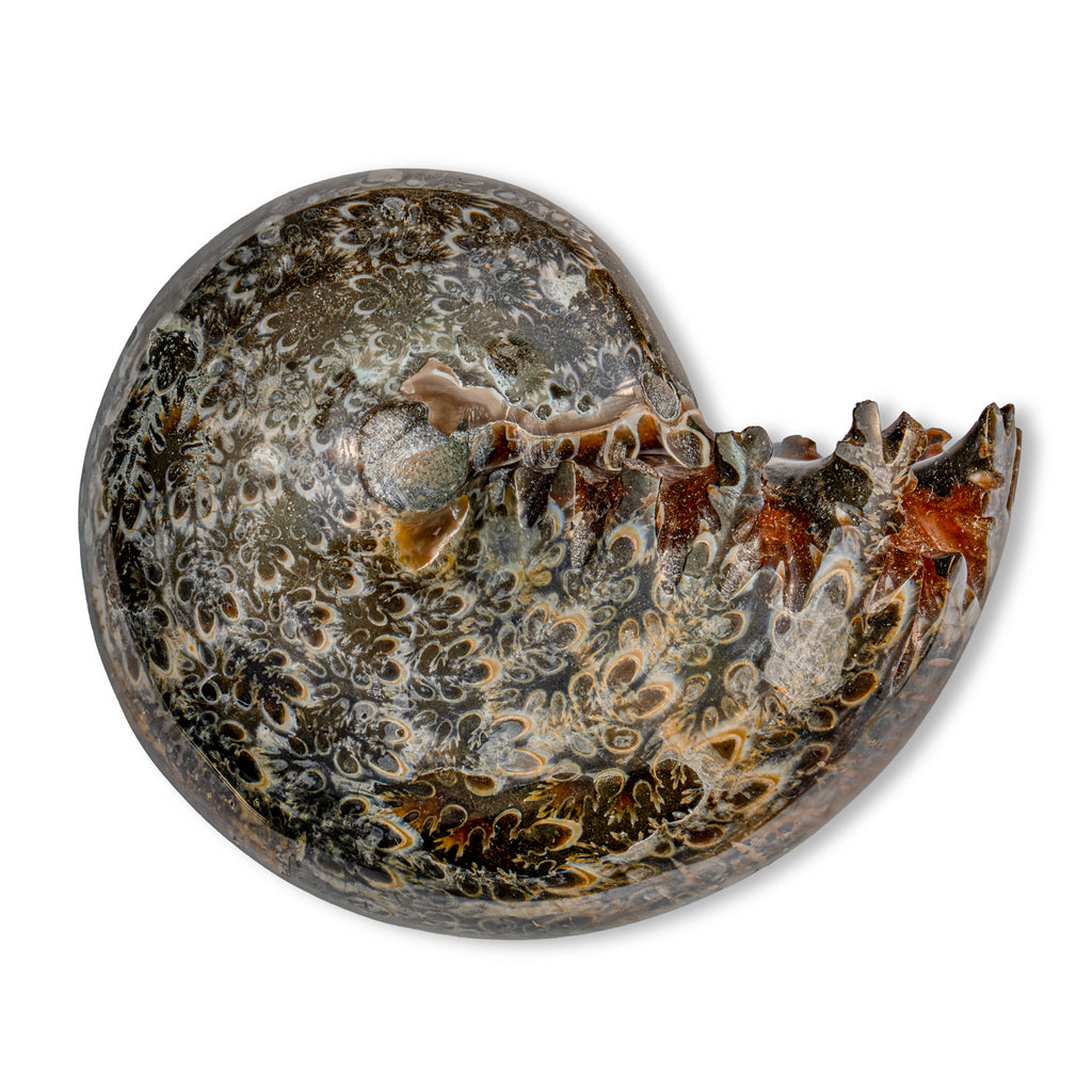 Polished Sutured Ammonite - SOLD 3.06" Phylloceras
